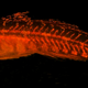 Illustration for article titled These new species of biofluorescent fish are beautifully strange